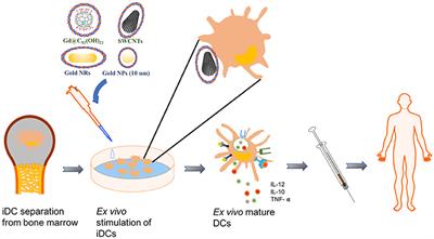 Interactions Between Nanoparticles and Dendritic Cells: From the Perspective of Cancer Immunotherapy